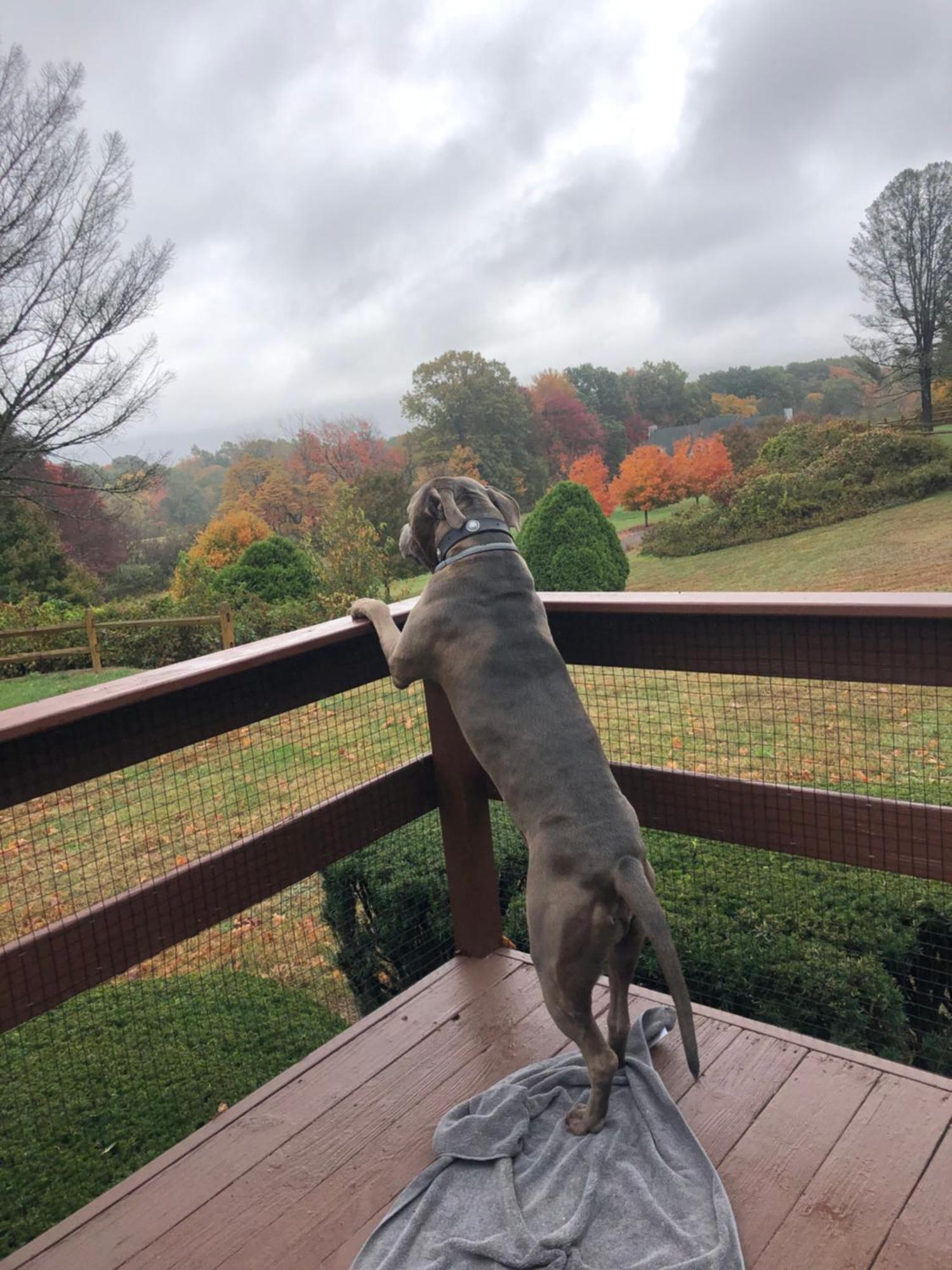 Fenced Yard Chalets From Good Dog Vacations At Big Valley Resort Sciota 外观 照片